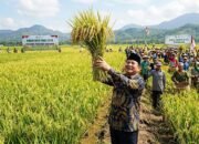 Produksi Beras Indonesia Turun pada 2026, Ancaman Krisis Pangan Masih Mengintai